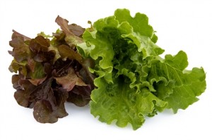 Lettuce Nutrient Formulation