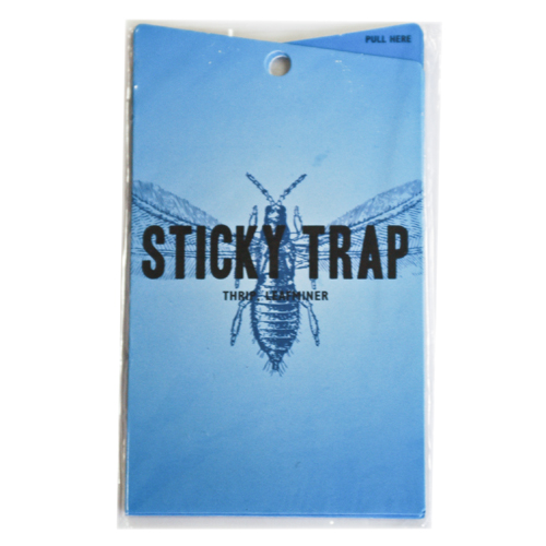 Sticky Traps (blue)