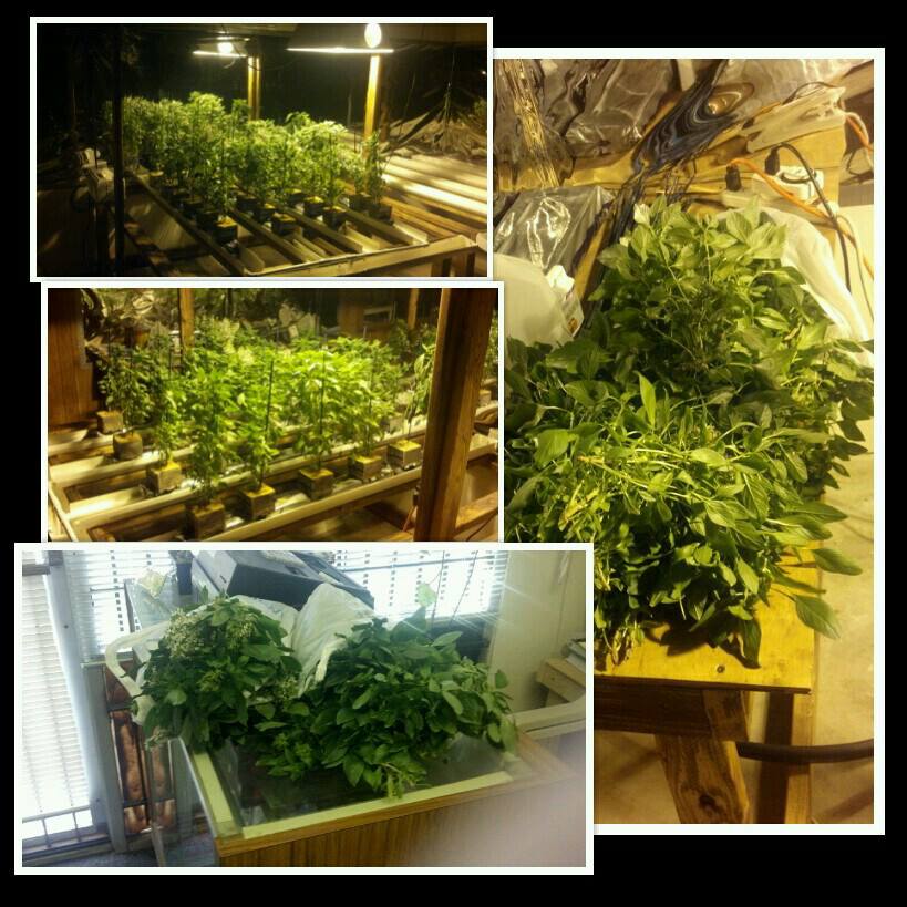 hydroponics greenhouse setup