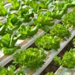 How to build a hydroponic garden