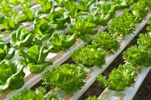 How to build a hydroponic garden