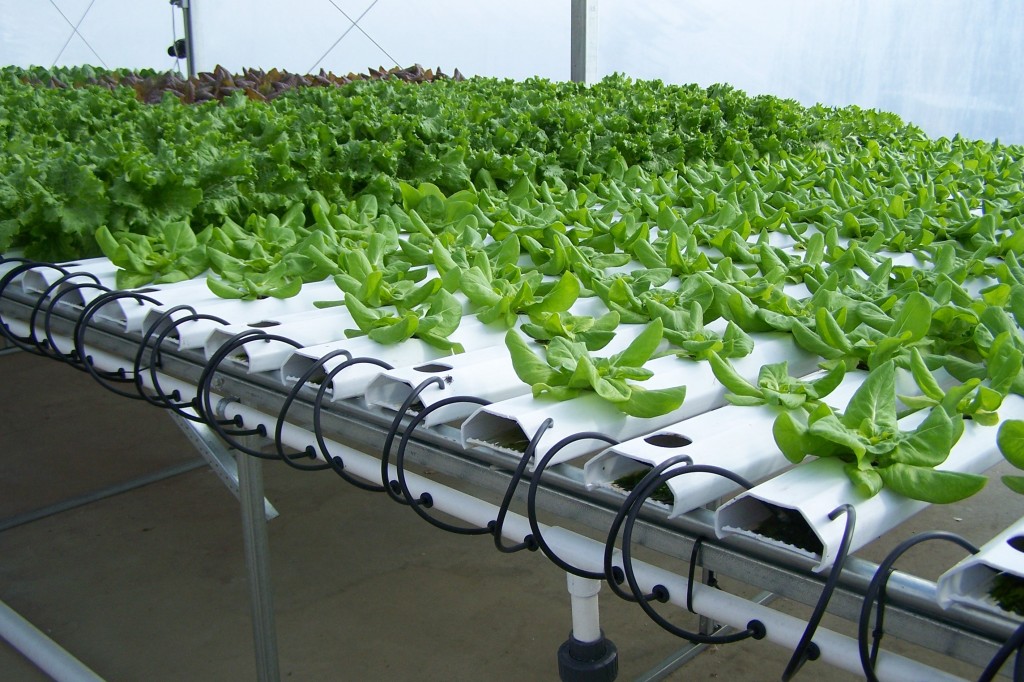 The Bright Side Of Hydroponics | Hydroponic Grow Shops ...