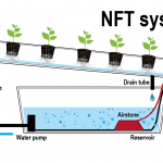 NFT