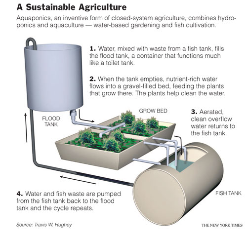 Aquaponics (Gardening with Fish & Water)