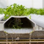 Hydroponics in action