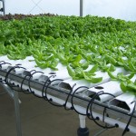 Maximuck's Farm-hydroponic greens (8)