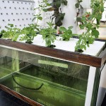 hydroponics-at-home