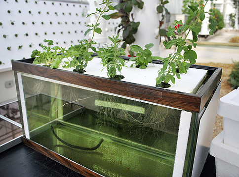 hydroponics-at-home