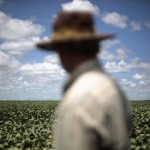 File picture of a farmer observing his soybean crops in Barreiras